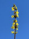 forsythia, flowers, branch-8595521.jpg